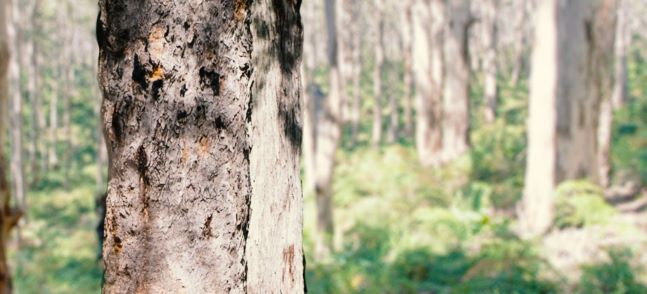 timber trees